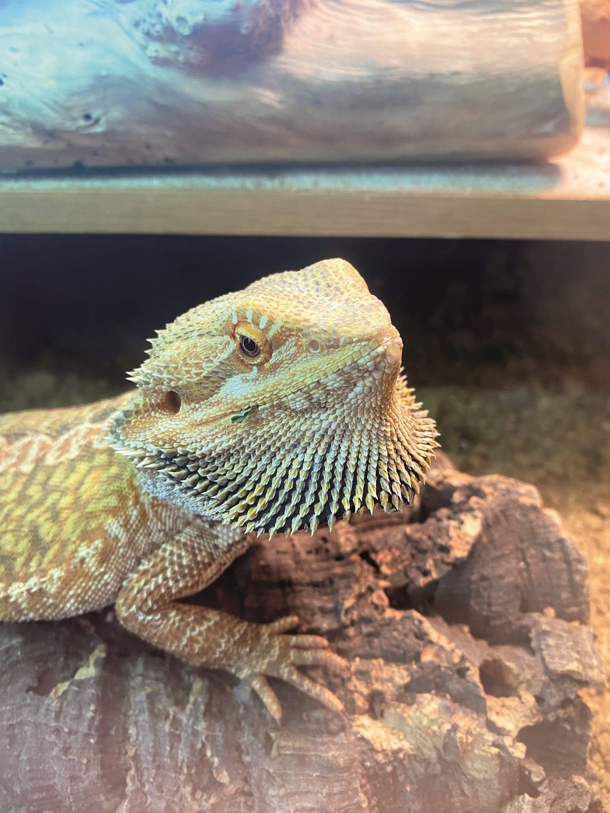 Not Normal Exotics Exotics are lovable too | NN Pulse